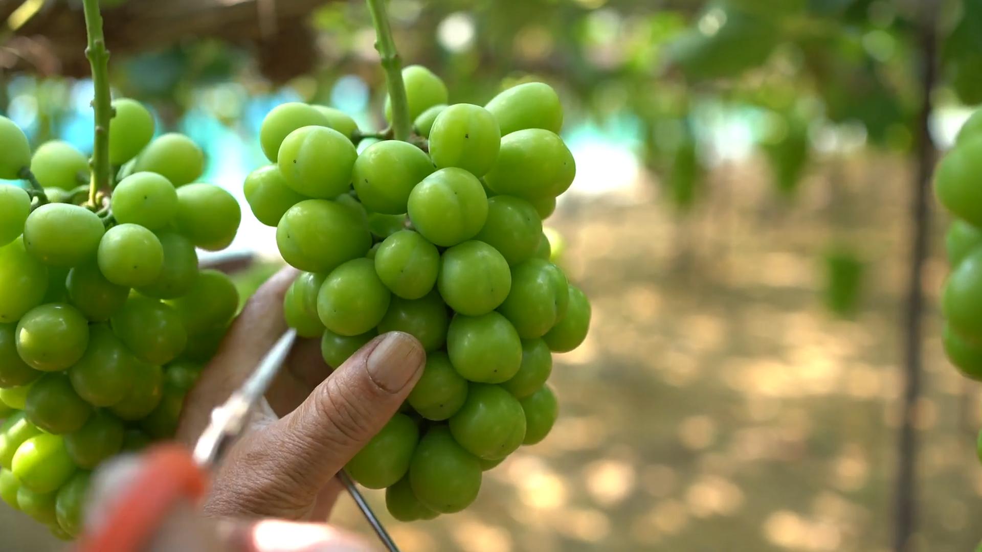 在日本阳光玫瑰多少钱1斤,日本的阳光玫瑰多少钱一斤