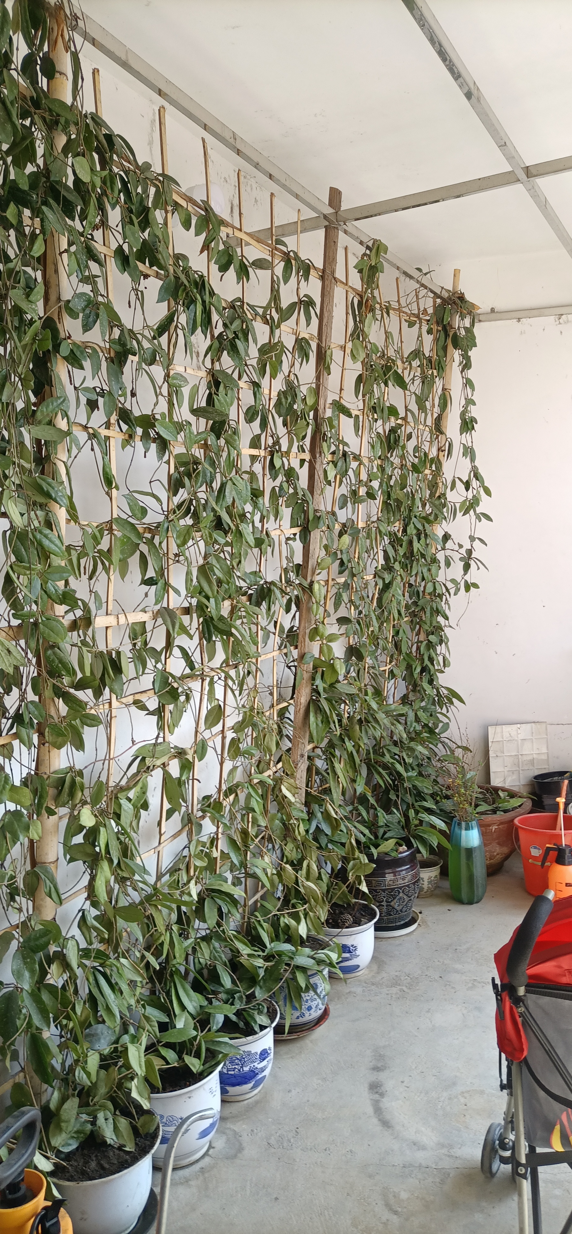 球兰最爱开花的品种,球兰哪个品种最爱开花呢