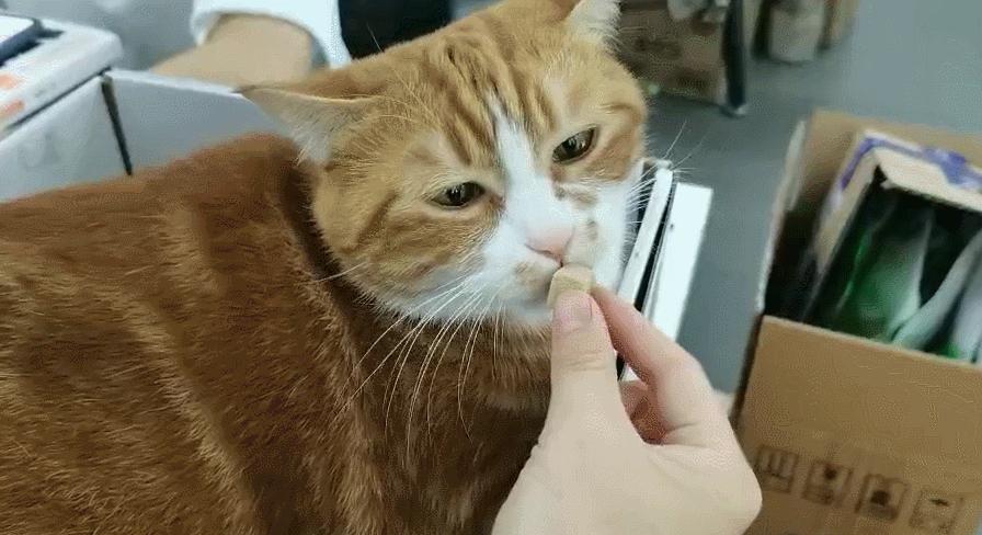 猫咪掉毛需要补充什么营养,猫咪怀孕需要吃什么补充营养