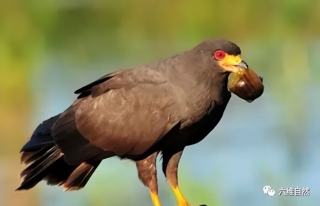 厦门一市民点炒田螺，餐厅却用非法福寿螺代替，被监管部当场销毁