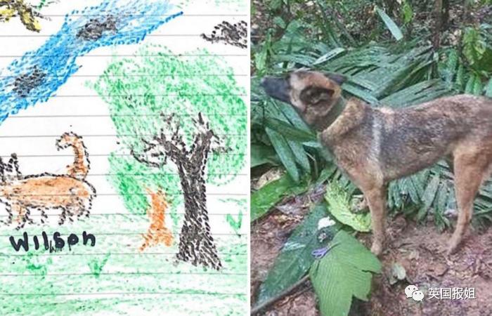 13岁奇迹女孩坠机后带弟妹丛林求生40天，竟是因被继父长期性侵，躲避所有救援