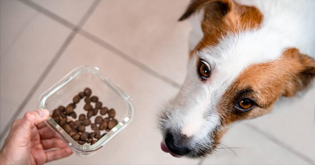 大型犬狗粮排名前十品牌,最新排名十大狗粮