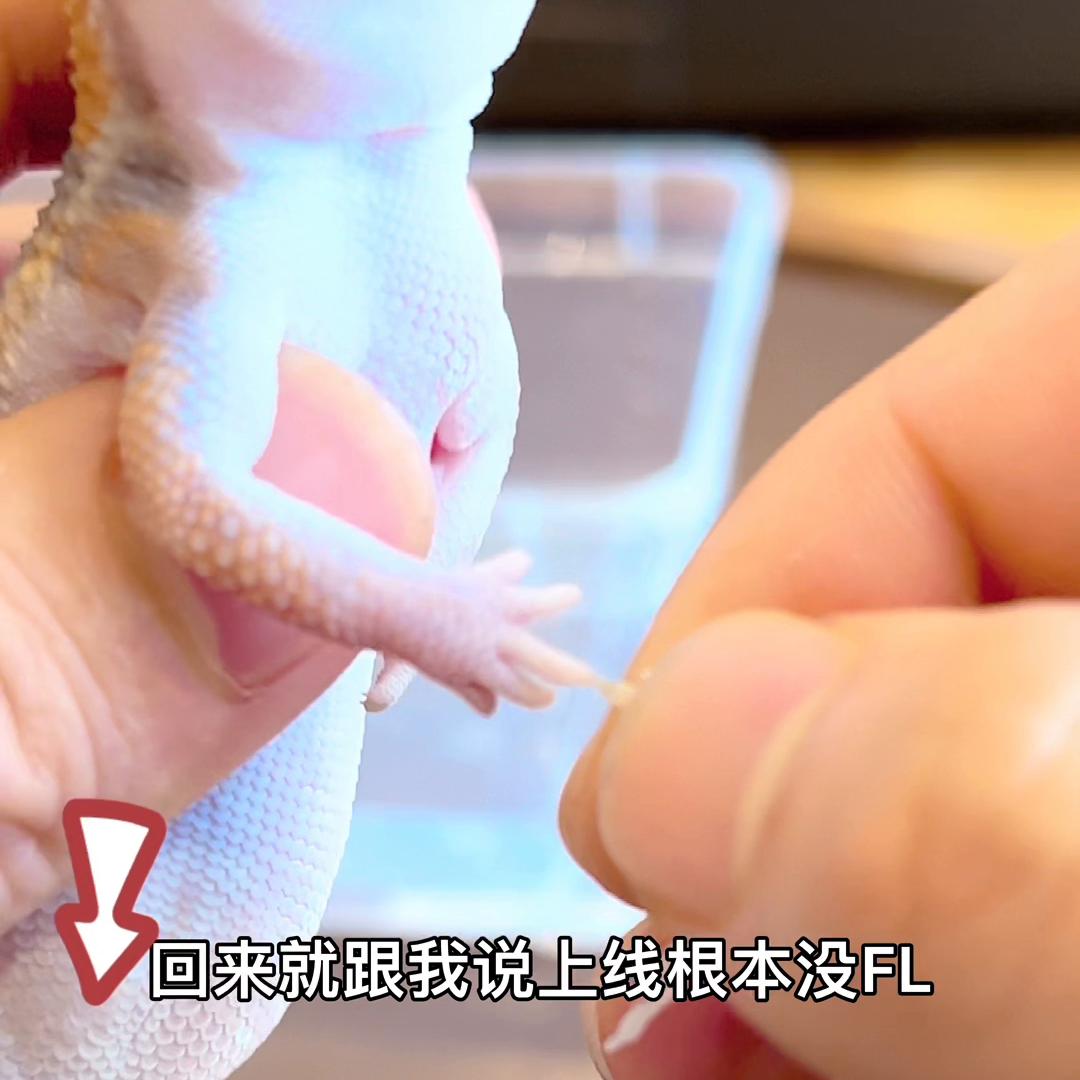 妲己守宫蜕皮,妲己豹纹守宫