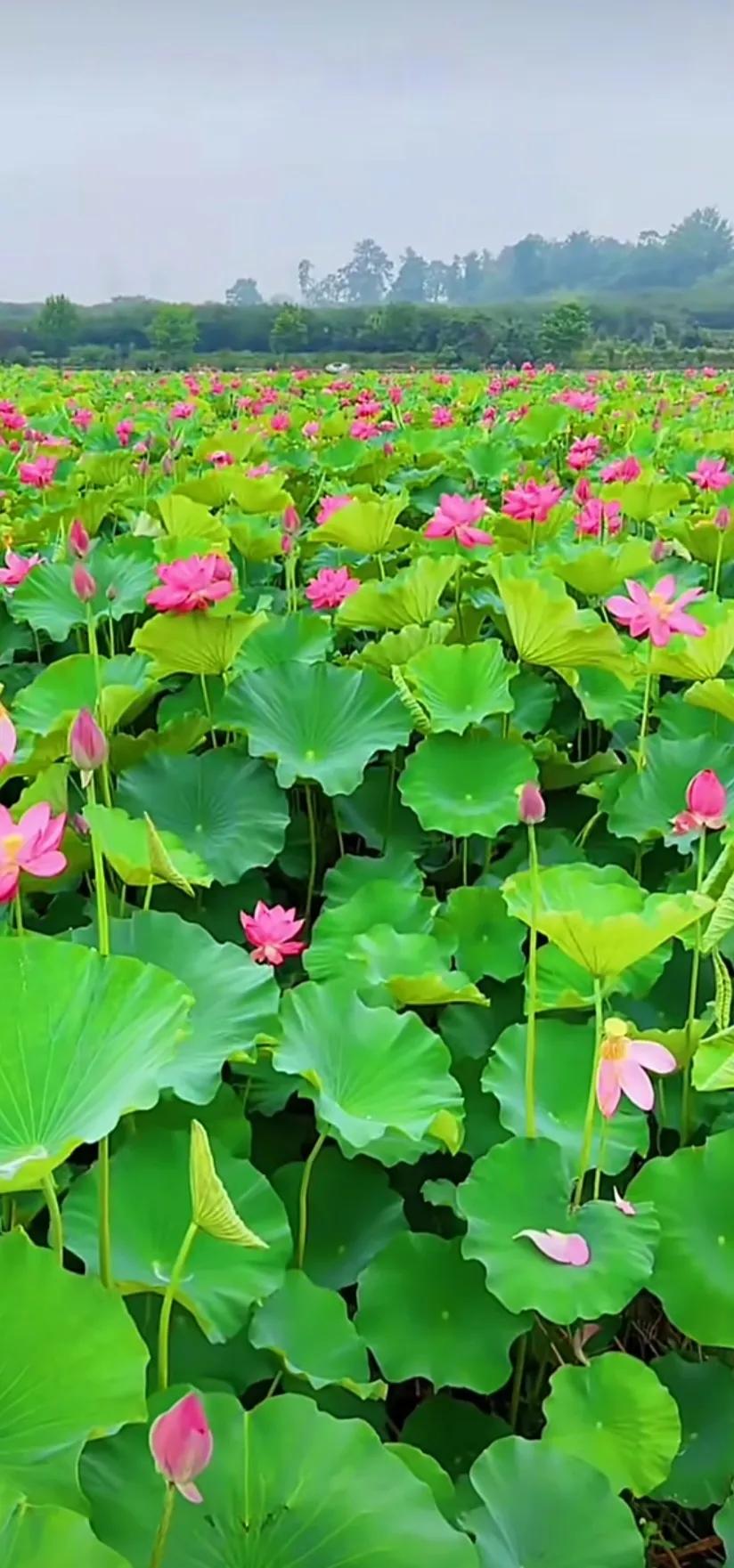 夏的季节荷花图片,三夏荷花图片