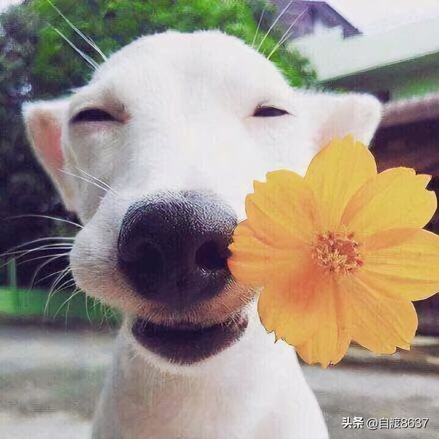 扣子和扣眼扣不上卡通搞笑图片,昨天穿短袖今天穿棉袄搞笑图片