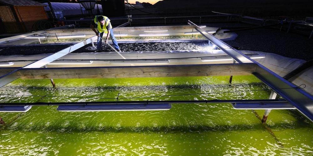 海水养殖产业发展现状调查,中国海水养殖业的发展历程