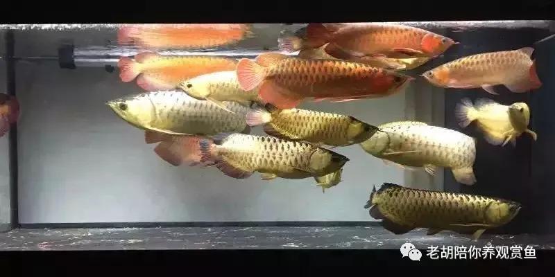 金头过背金龙鱼怎么饲养,如何饲养蓝底过背金龙鱼