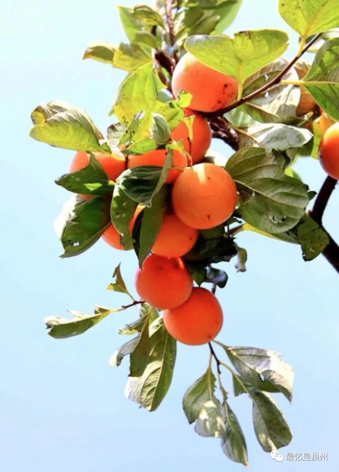 柿子和石榴橘子能一块吃吗,秋天的梨菠萝苹果橘子