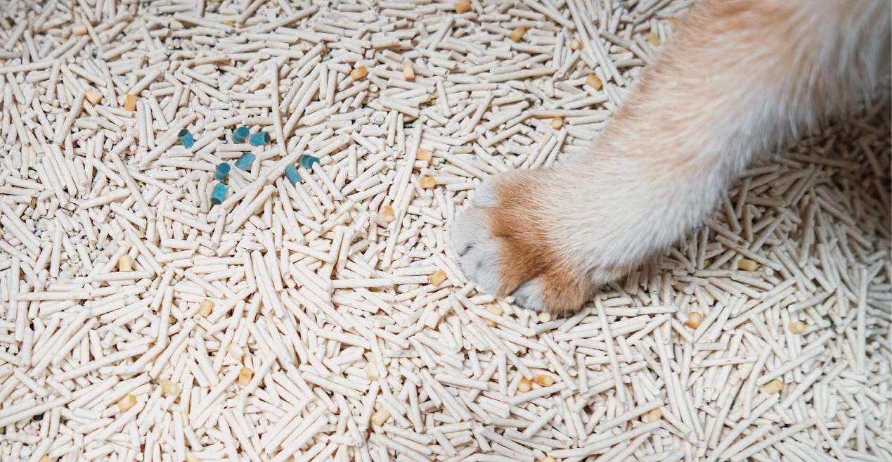 猫乳酸和葡萄糖高是怎么了,猫咪葡萄糖偏高是怎么回事