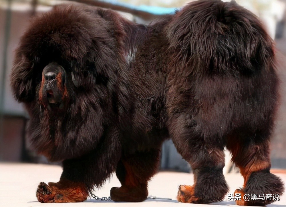 纯种野生藏獒濒临灭绝,藏獒这10年来都经历了啥