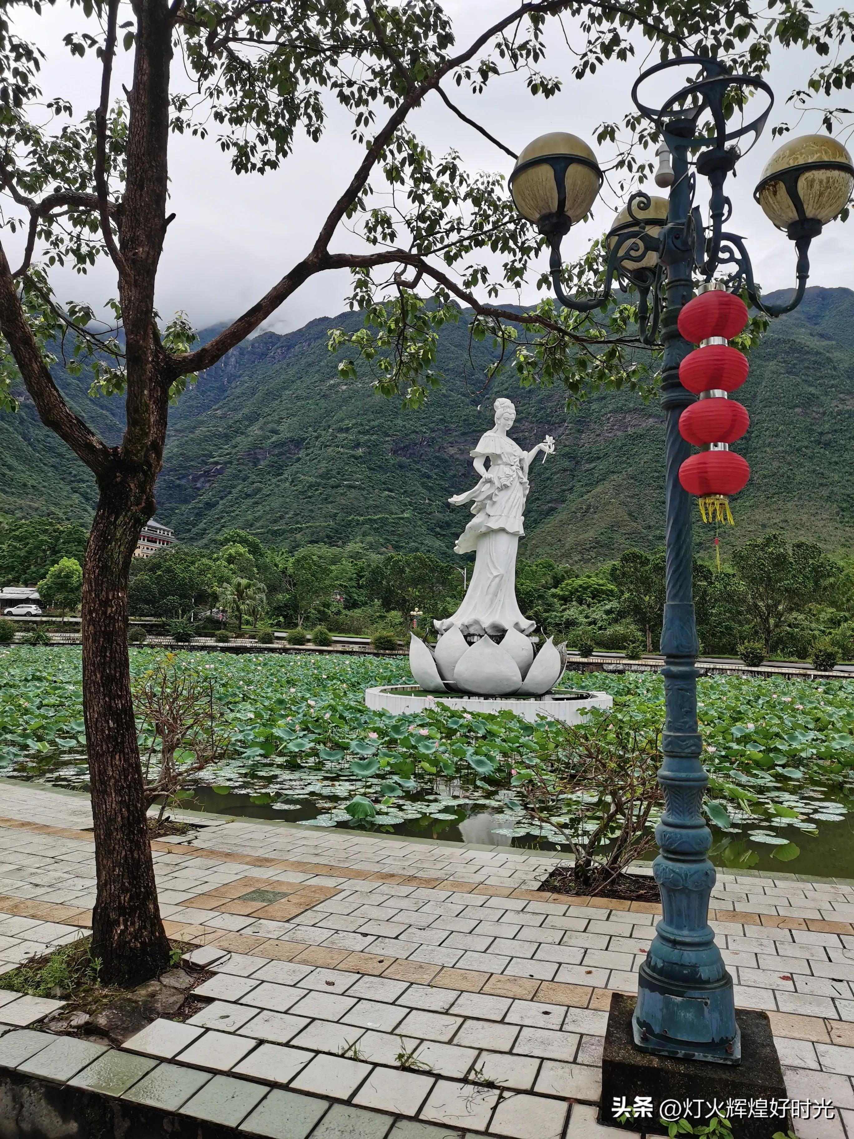夏日掠影,雨天花开,人见人爱