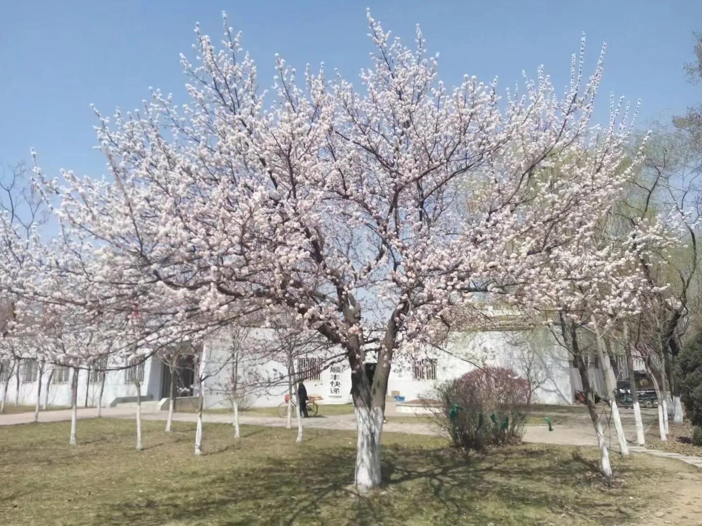 我的母校我的家乡,回母校宣传沈阳师范大学