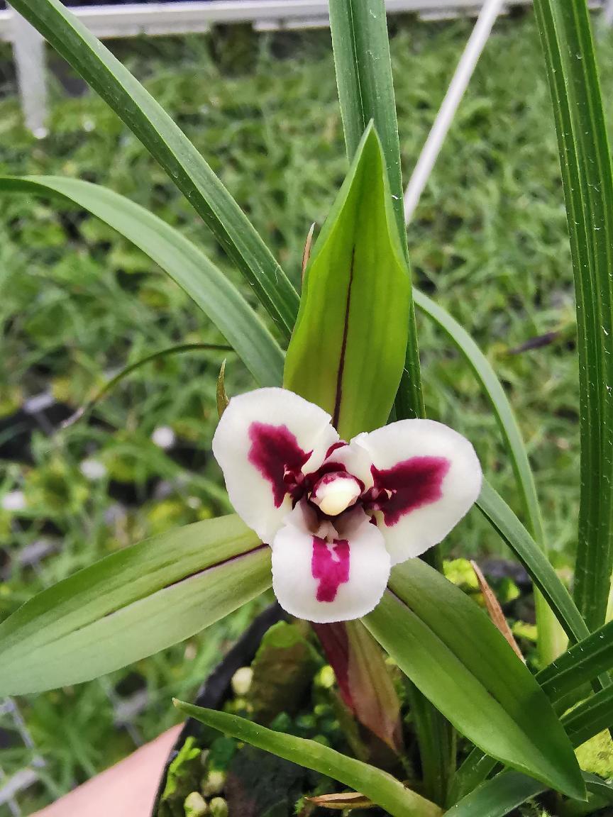 卖兰花一年收入,卖兰花卖得最好的一个月赚多少钱
