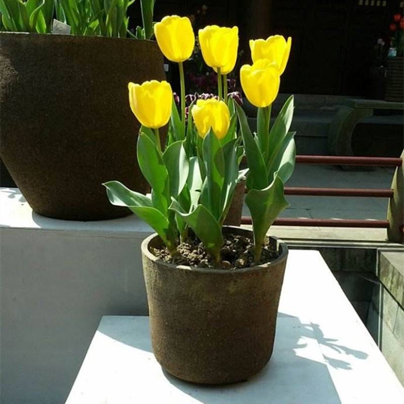 怀孕后卧室里不可以养绿植,哪些花草孕妇不能养在家里面