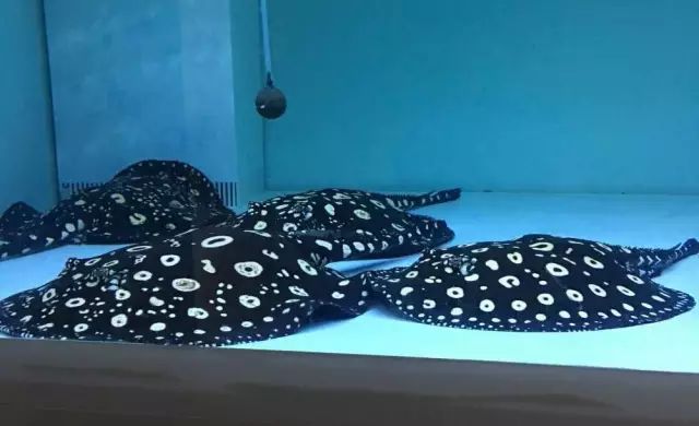 滤材的选择与摆放详解,滤材多久才能养好