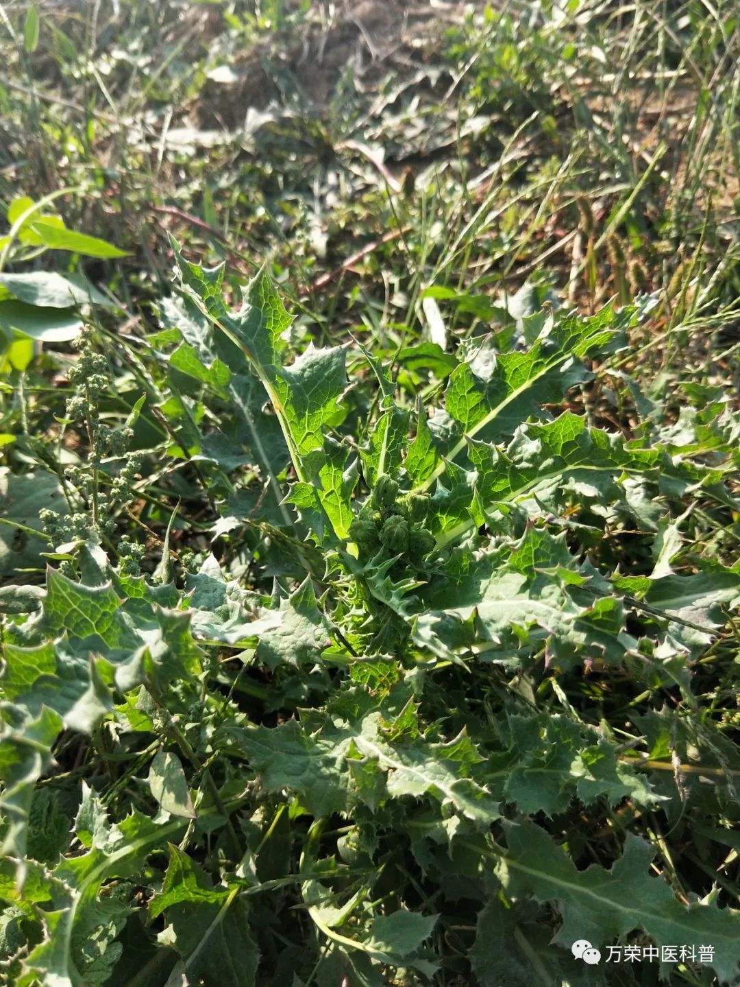 植物幼苗的发展过程详细,植物的幼苗在生长过程中