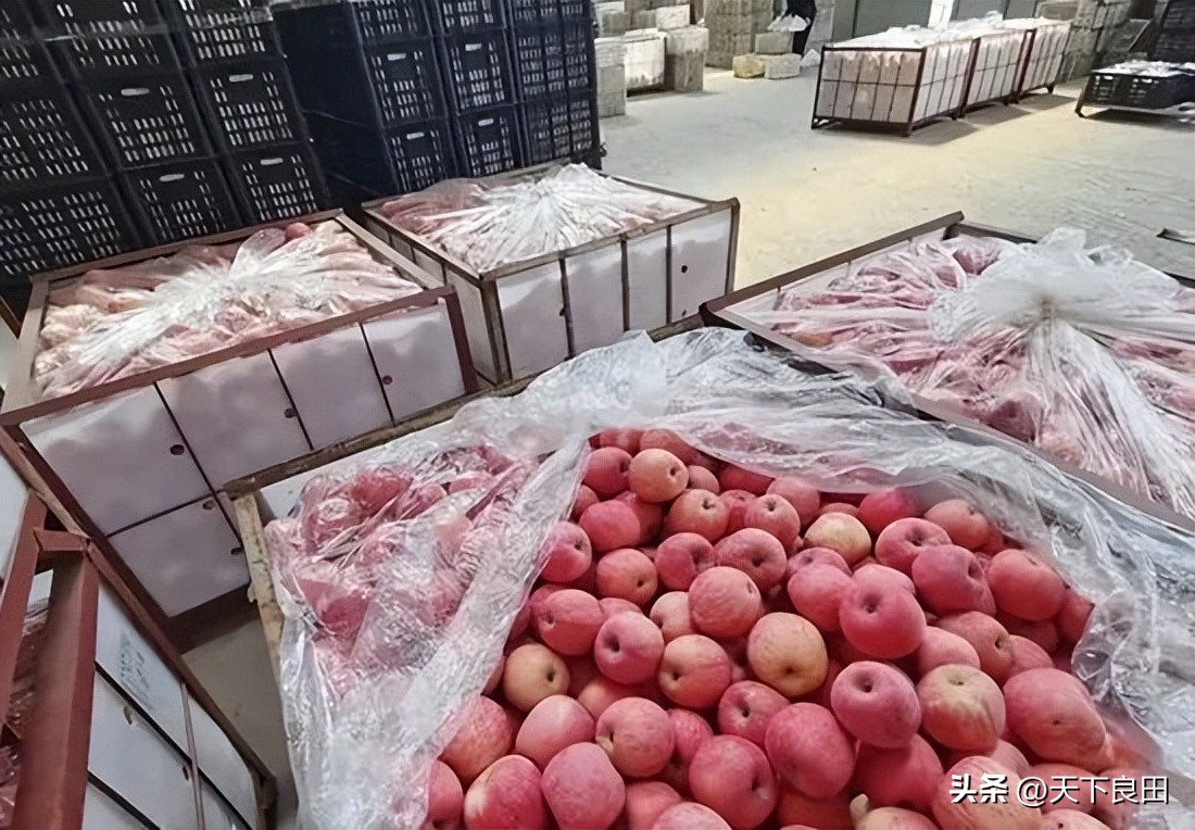 洛川冷库苹果最新批发价格,冷库苹果价格一斤多少