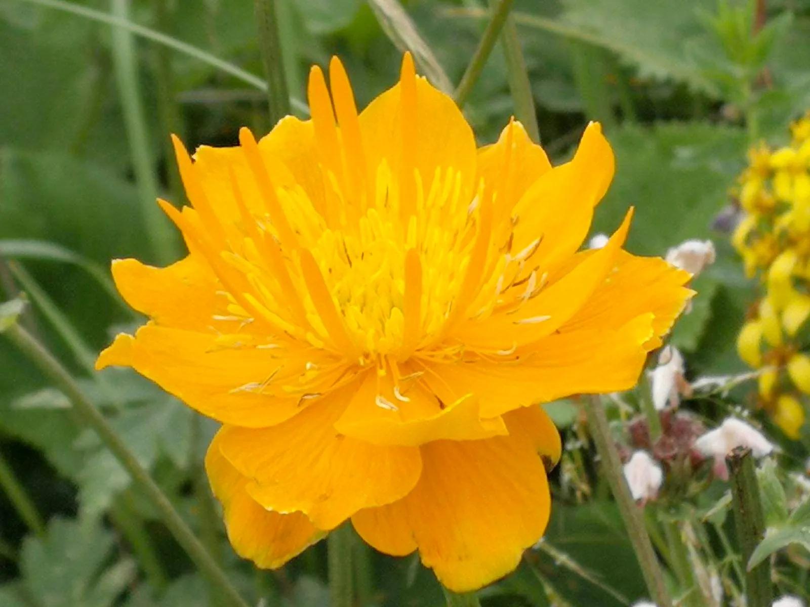 繁峙金界寺,五台山佛教文化形成的特征