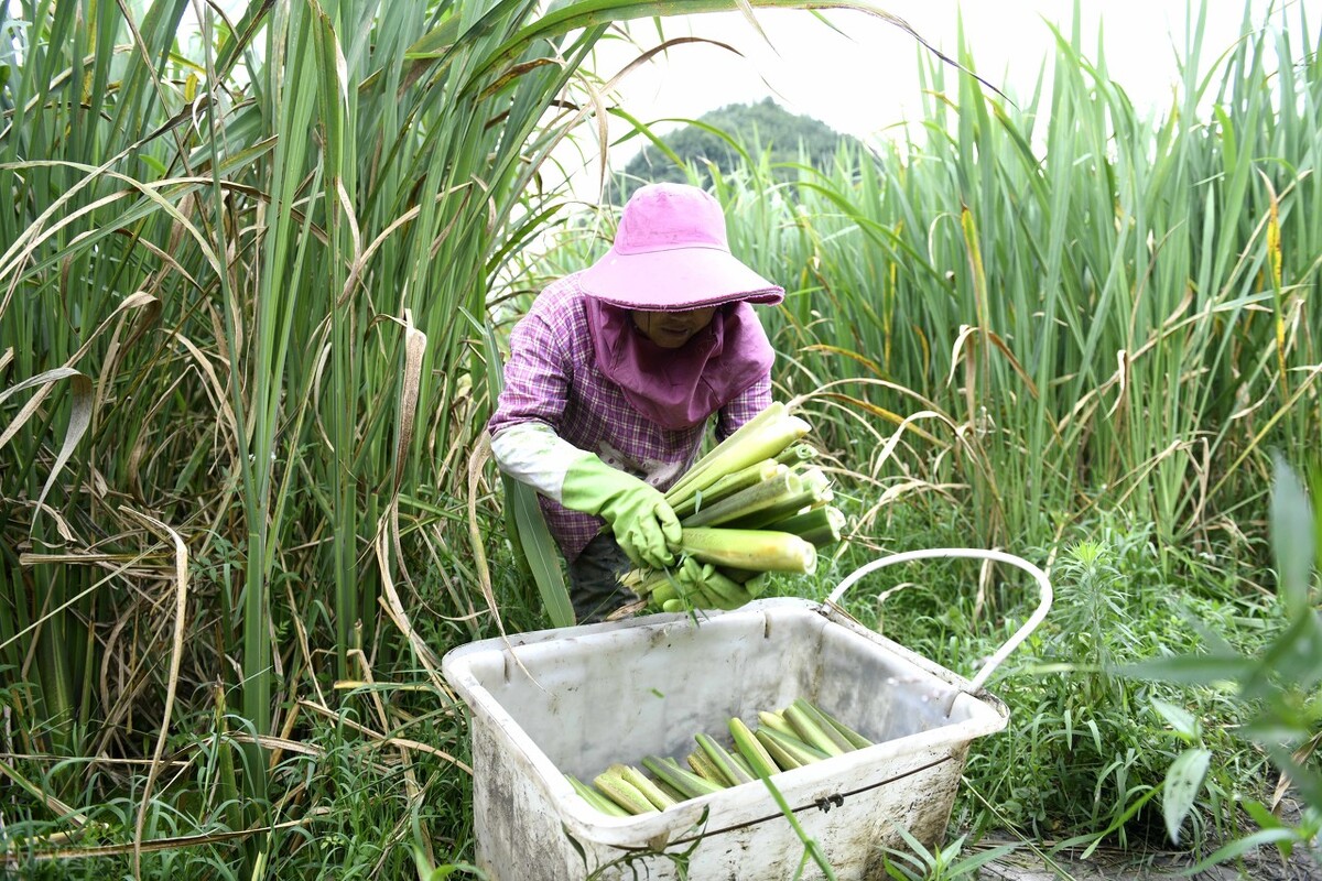 茭白因真菌感染而诞生的蔬菜,茭白病虫害