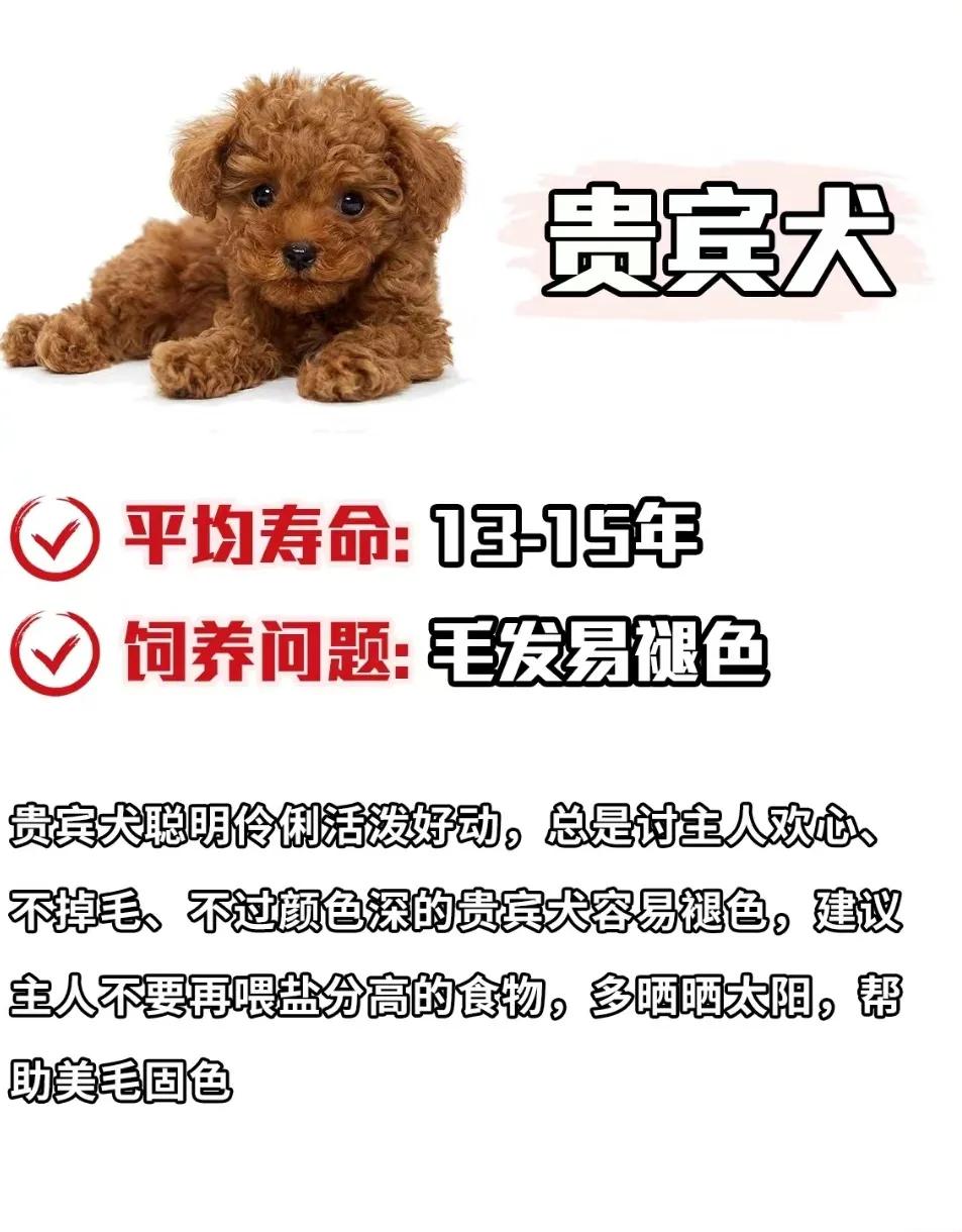 雪纳瑞狗狗的寿命,寿命最短的狗狗