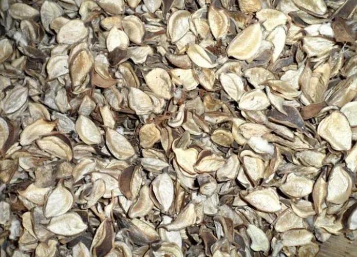 浅析高低比例棉籽壳饲粮对多浪羊消化代谢及微生物区系的影响