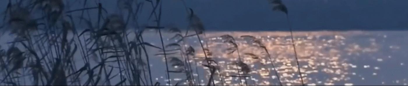 聪明的贝利，表明了动物与人之间的羁绊，表明动物也是有生命的