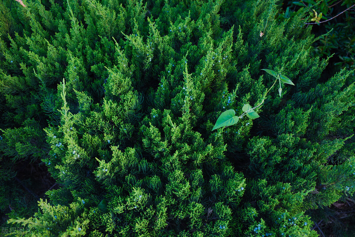 便携式制氧机的优缺点,便携式制氧机性能指标