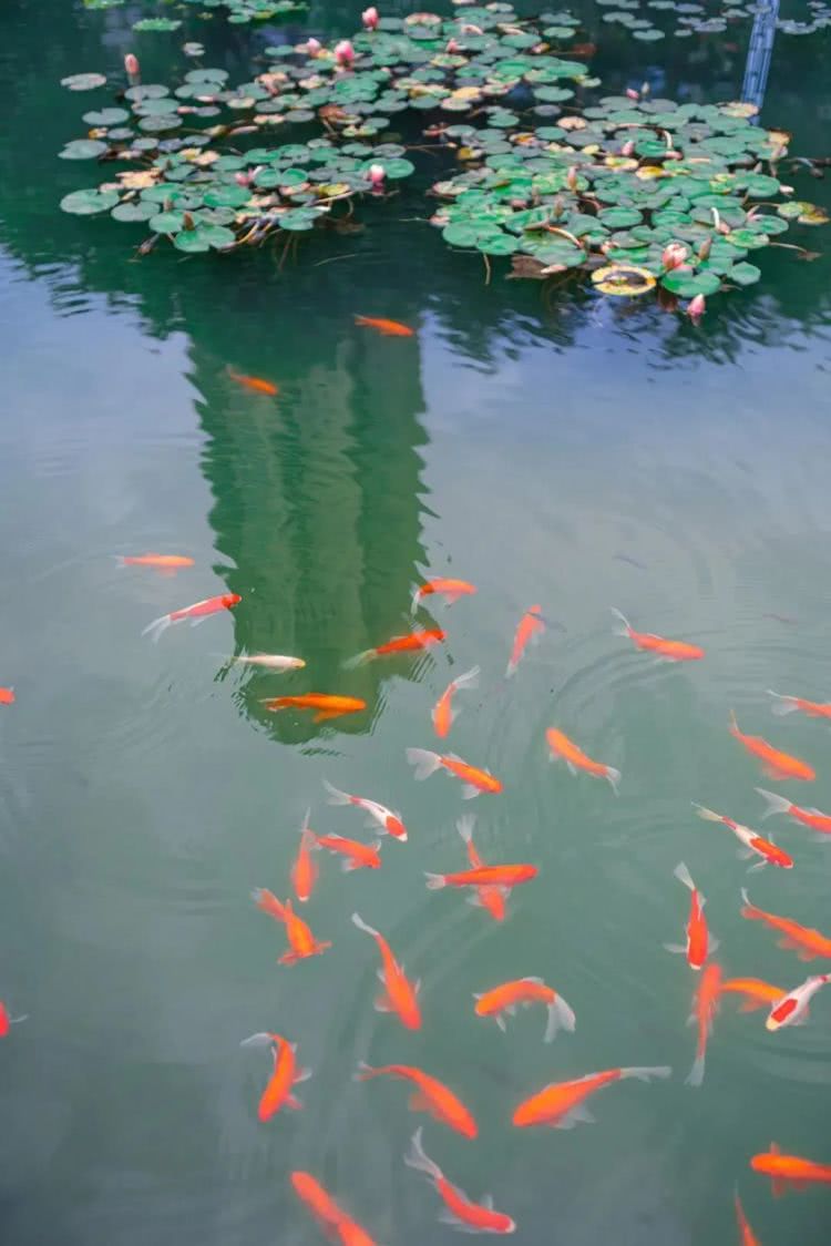 聚龙小镇：离城不离尘的心灵