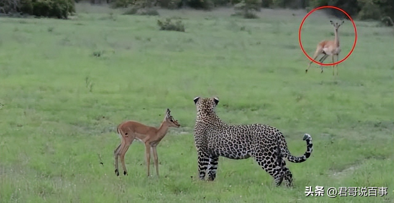 猫抓住老鼠后为什么老鼠放弃抵抗,猫抓住老鼠为什么要玩