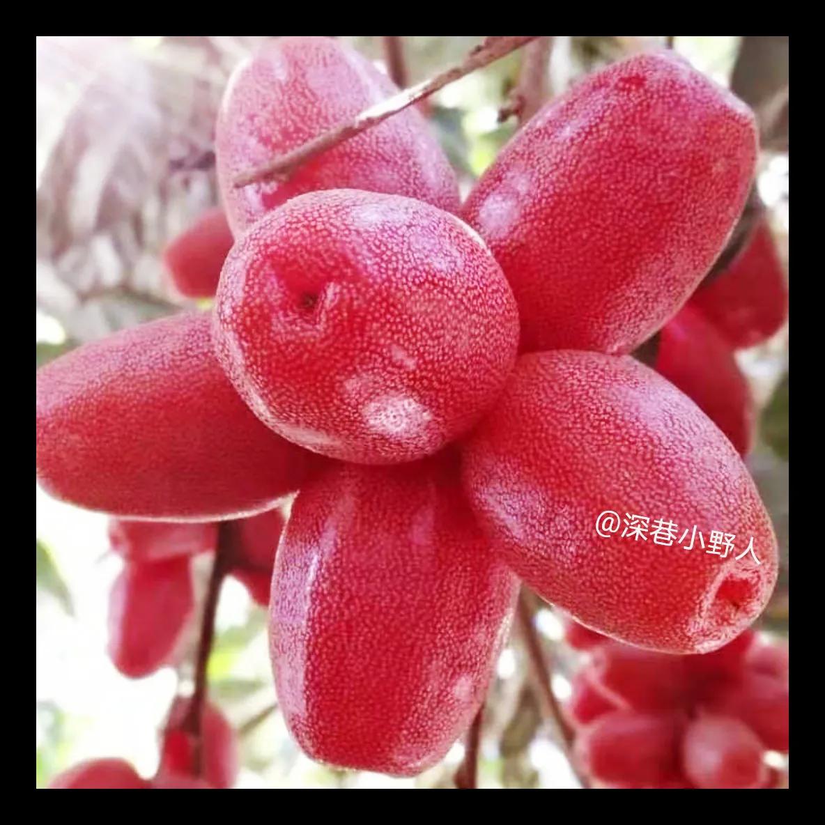 野果羊奶果学名叫什么,像羊奶果的野果比较小