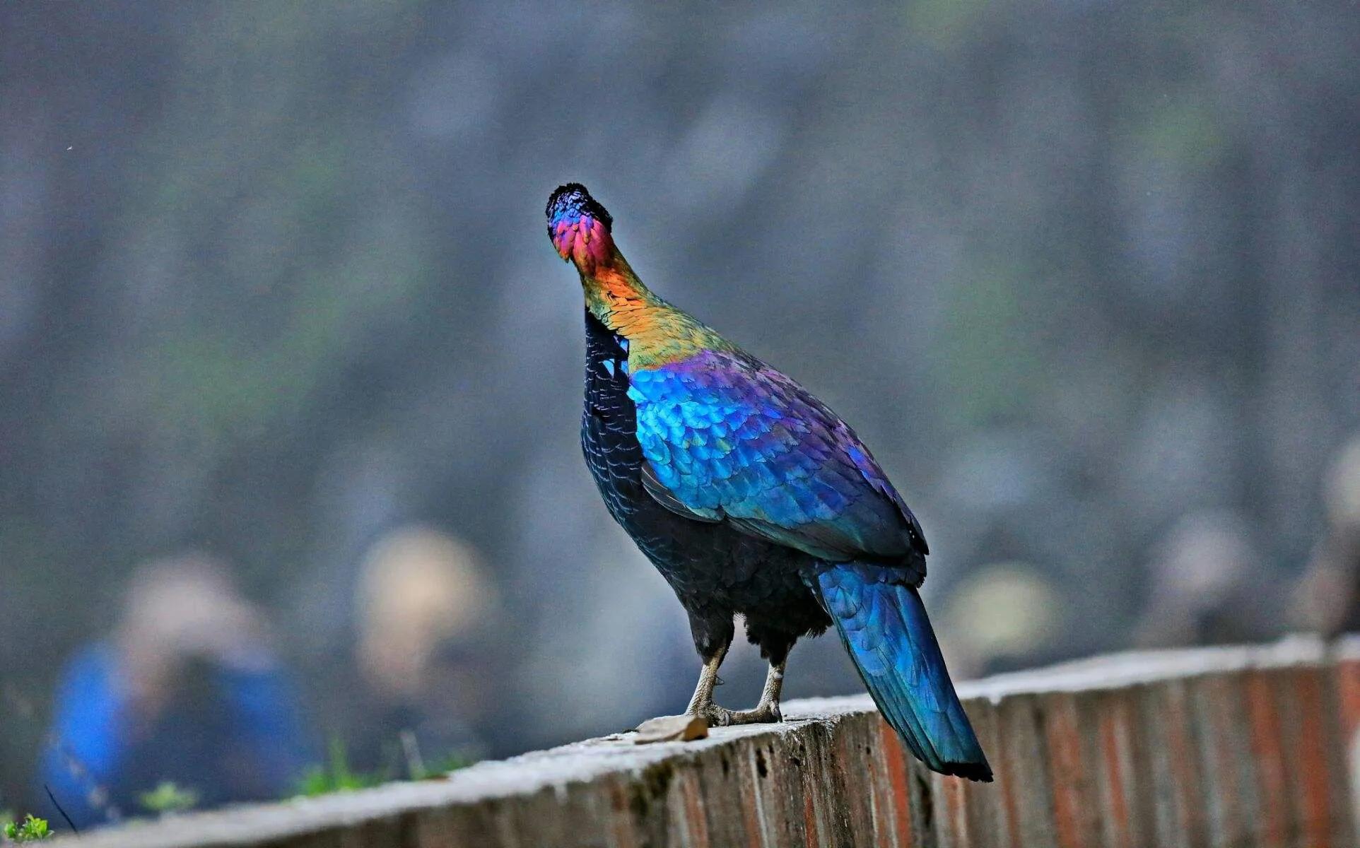 绿尾虹雉摄影,绿尾虹雉鹰鸡
