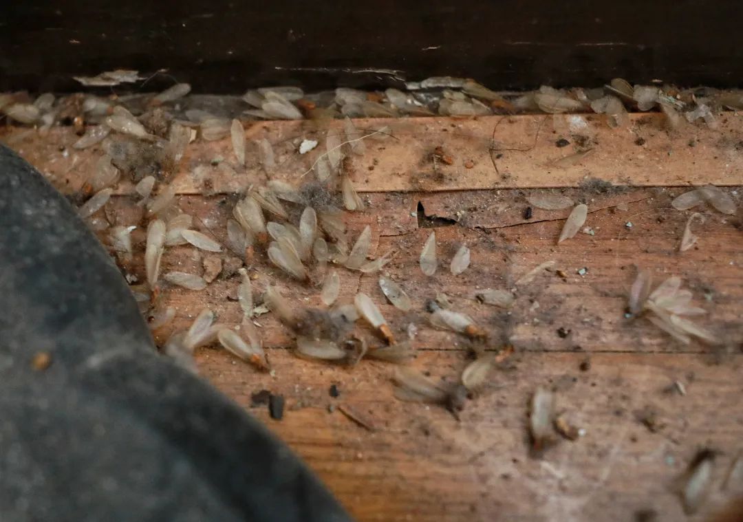 家里发现了几只白蚁怎么办,在白蚁纷飞季节家进了白蚁怎么办