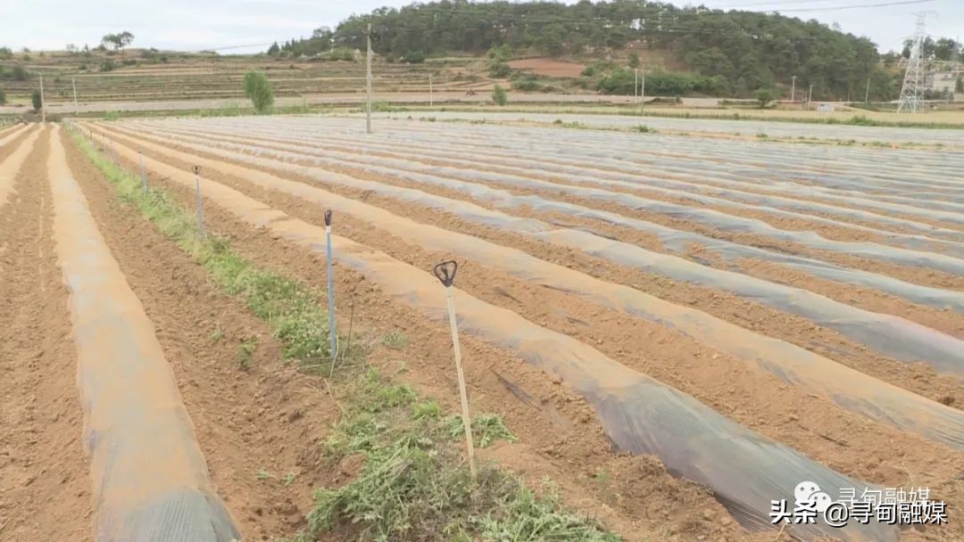 七星镇：烤烟移栽奏响烟农增收“前奏曲”