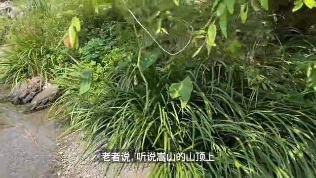 种植石菖蒲真的有那么火吗,大面积石菖蒲的种植方法