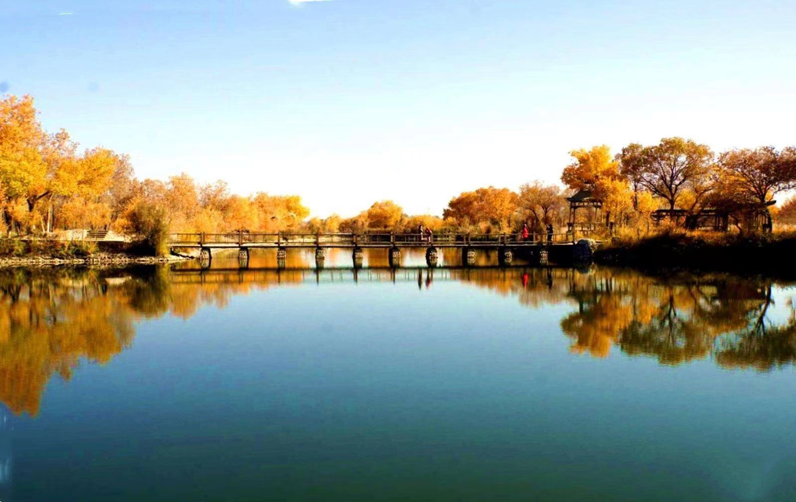 【临夏林草文化】科普篇‖胡杨铁骨千年铸，沧桑燃尽度春秋