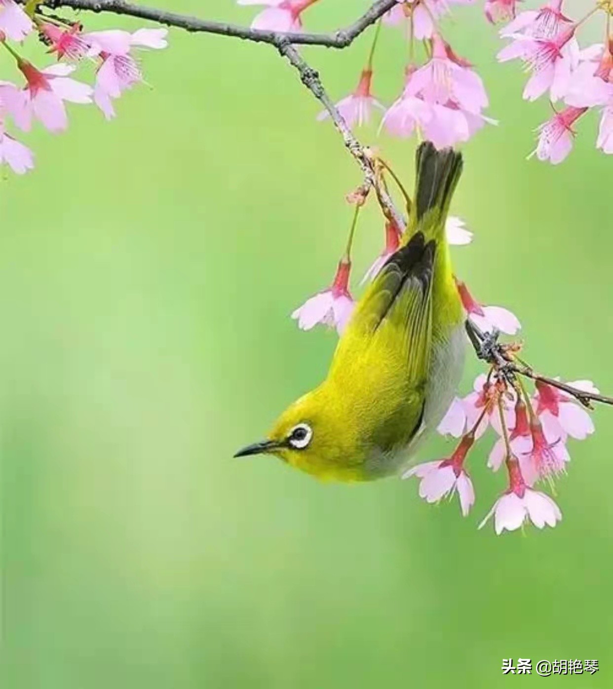 100个姓氏诗词,姓氏诗100句