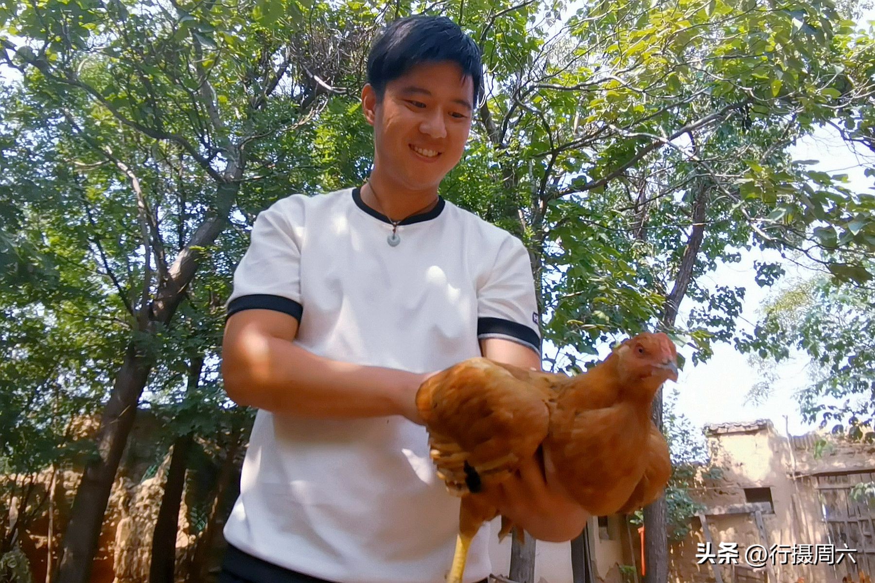 养鸡小两口,养1000只跑山鸡一年赚多少