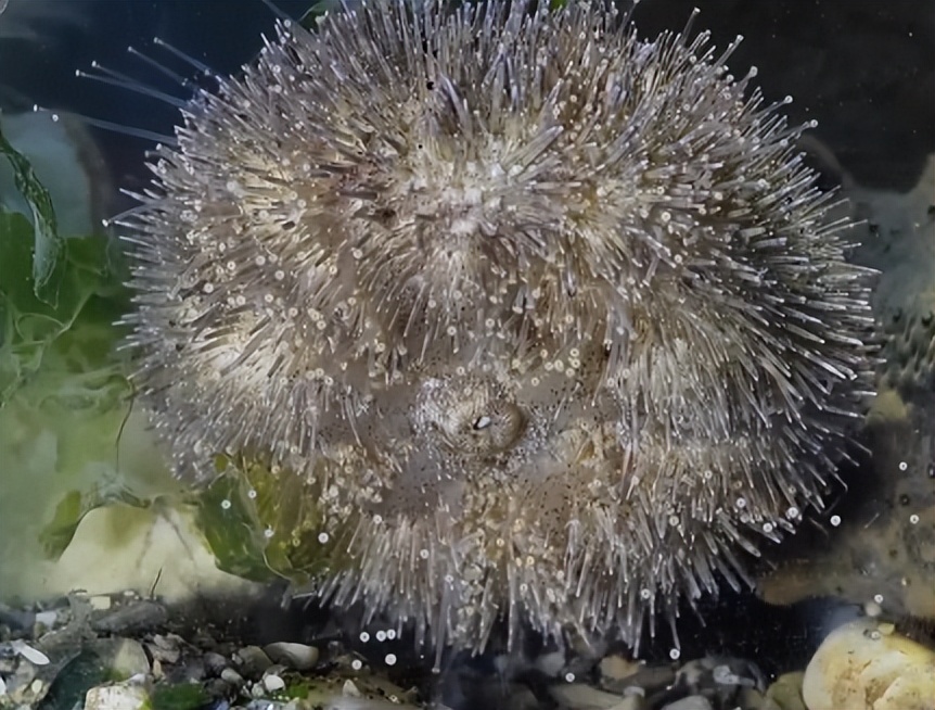 仅有积蓄23块钱，山东小伙大胆借600万，捞出大连海底“小黄金”