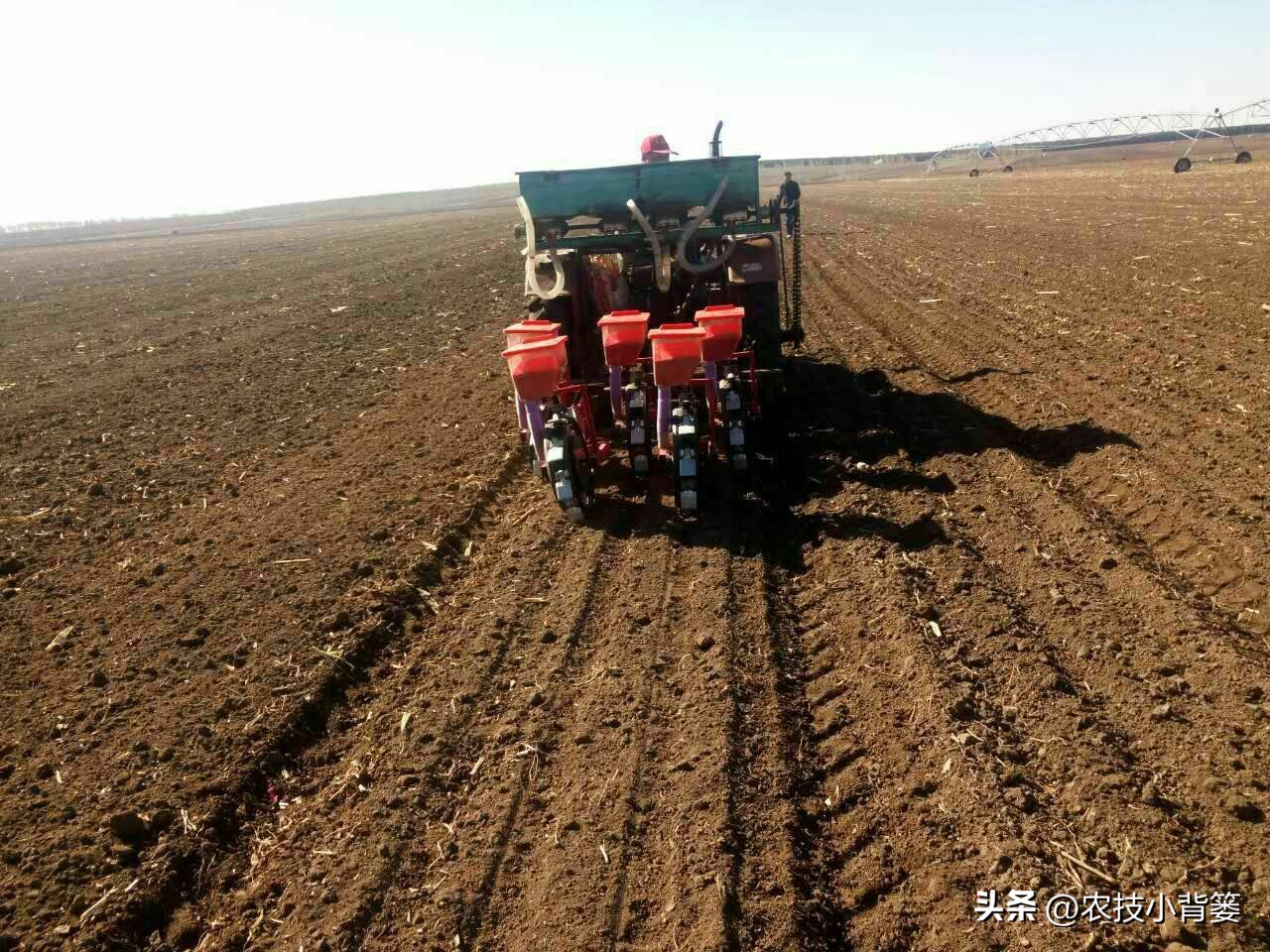 磷肥过量施用会怎样,磷元素缺乏有什么危害