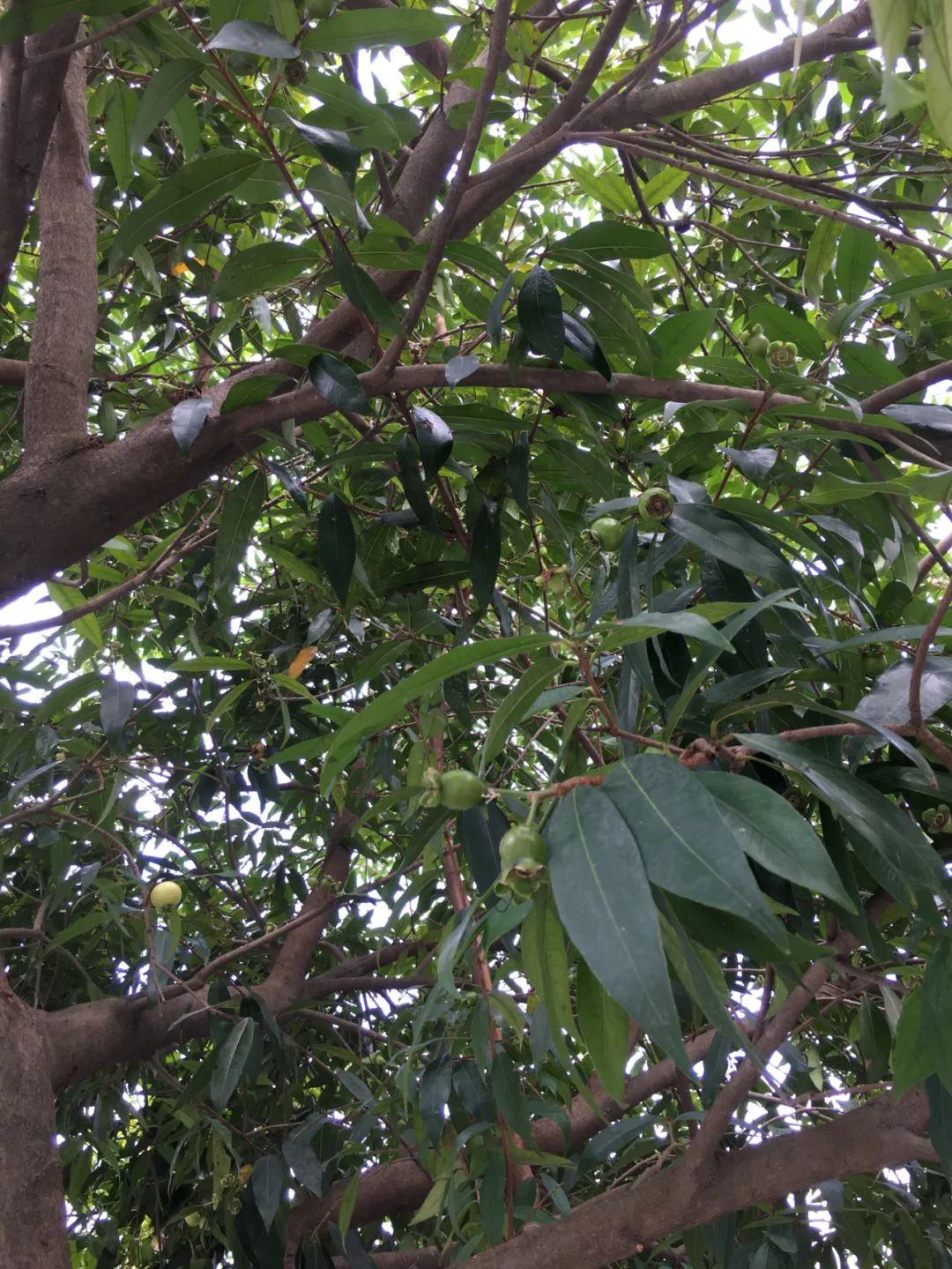 《旭光骑行深圳》第22站——龙华区观湖街道