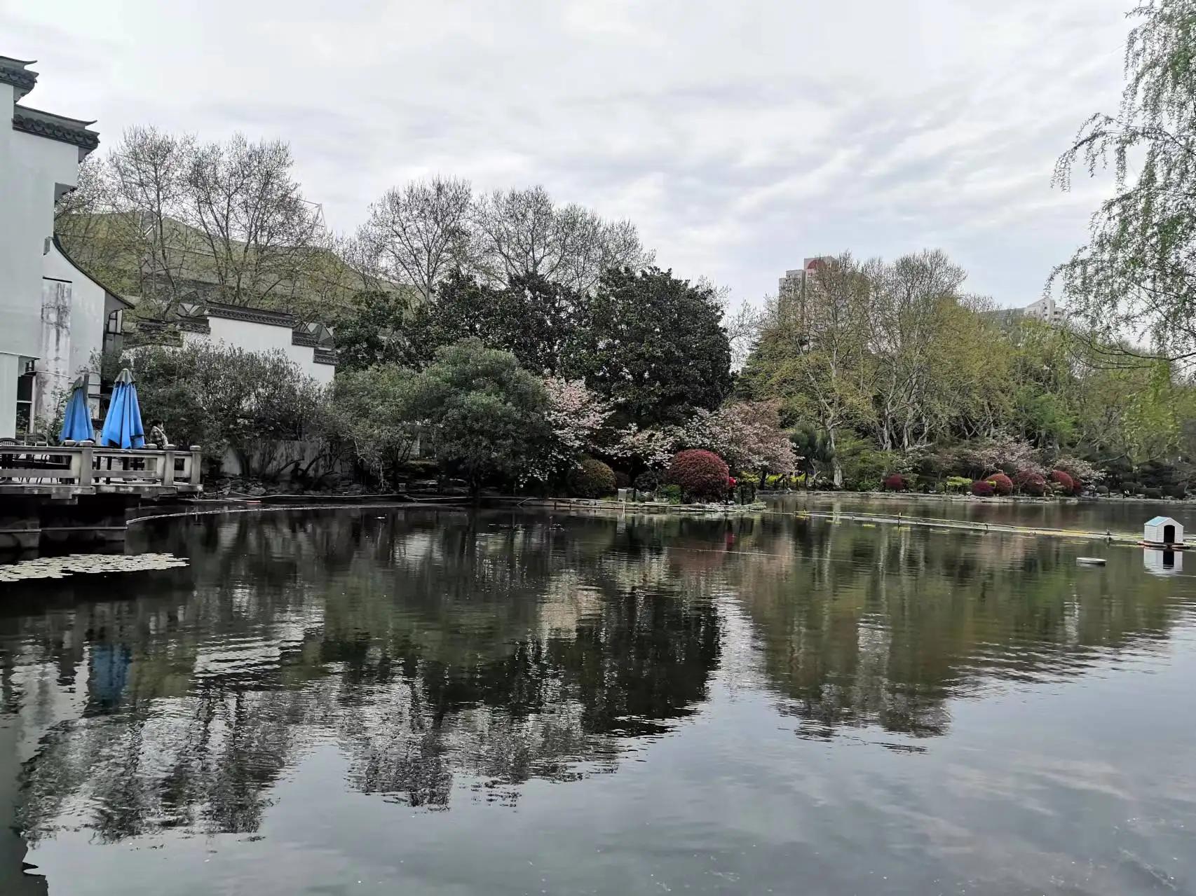 樱花校园鲁迅先生,鲁迅先生您是我的崇拜者