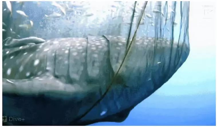 生态头条|地球上现存最大的鱼正在因与船只碰撞走向消亡？