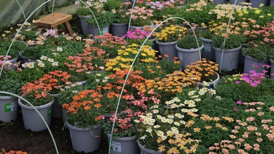 过期药片浇花的正确方法,过期药片是养花宝贝肥效强10倍