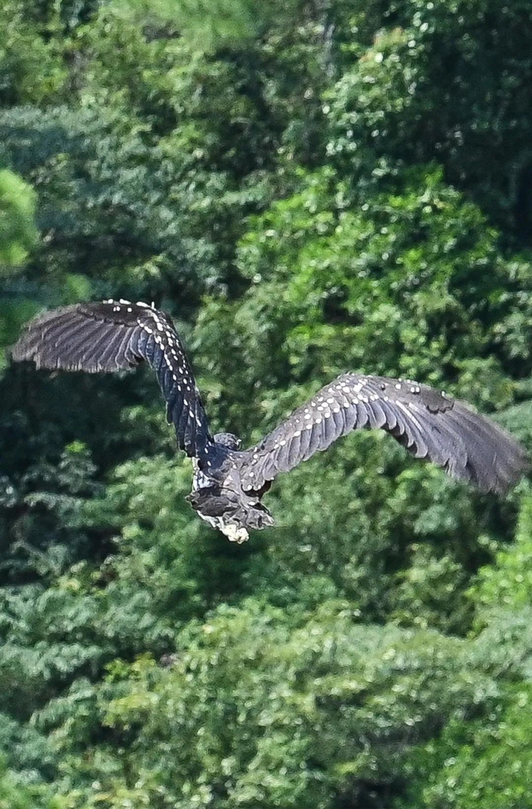 杭州钓鱼男子救人,广东男子在河边救下一只怪鸟