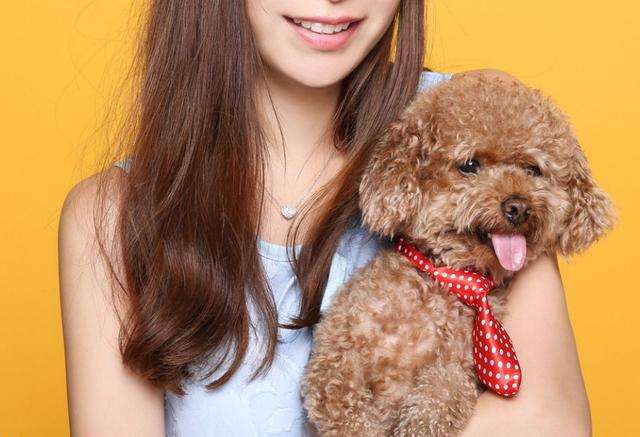 泰迪犬总会“舔人”，很脏吗？别误会，其实它想跟你说这些事