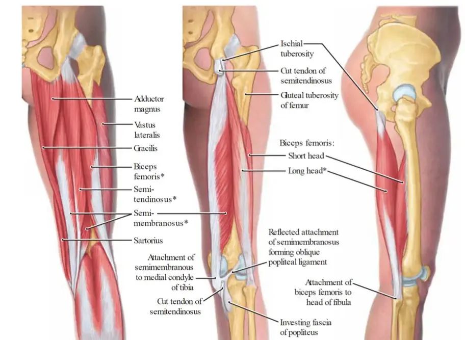 膝盖内有鼓包腿型矫正变直的方法,膝盖变形成o型腿怎样变直