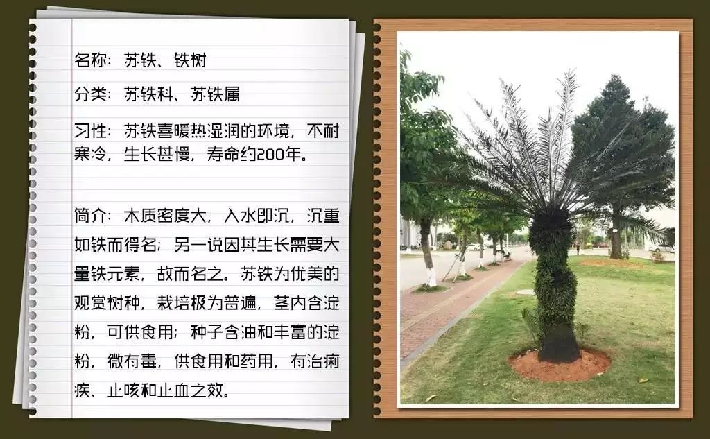 植物识别小口诀，总结的太全了！