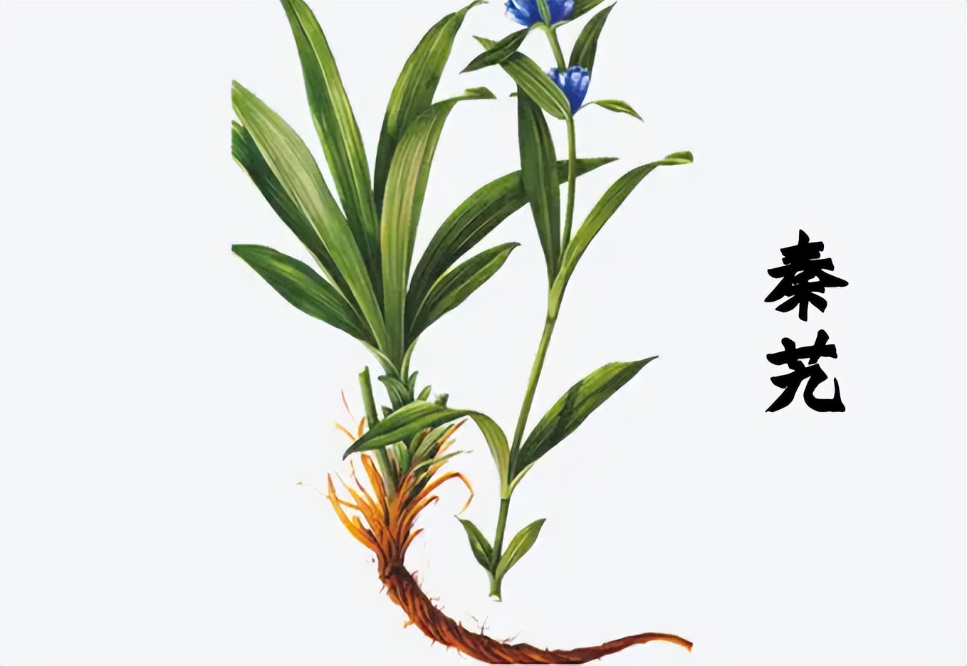 治骨缝寒气的一味中药,四味中药能赶走骨缝里的风湿寒气