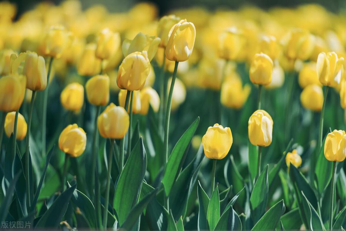 三百年传承—荷兰风车与郁金香盛宴