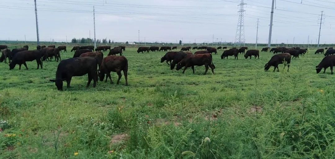 养牛能人带领村民致富,个人创业致富养牛经历